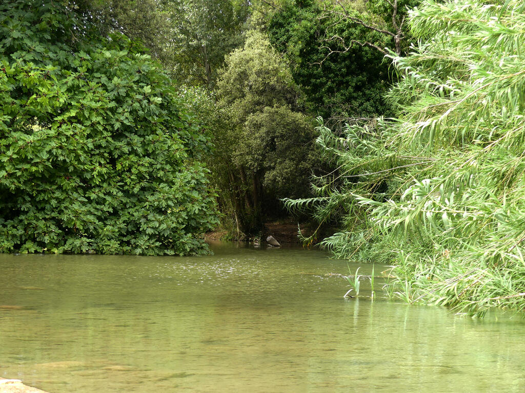 Rivi&egrave;re la Nartuby, &agrave; la Clape Draguignan, avec des arbres tombant dans l'eau.